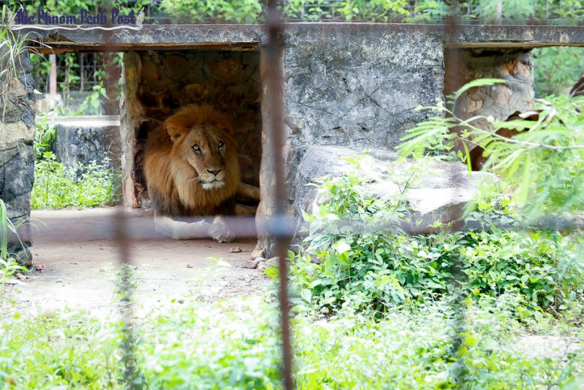 attraction-Teuk Chhou Zoo Lion.jpg